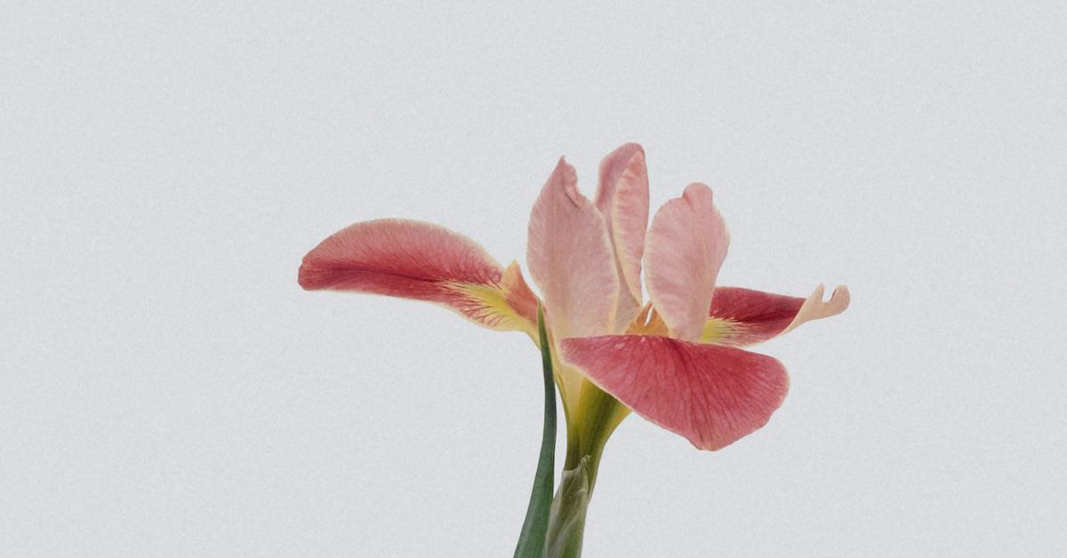 Piratincol Plant Studio